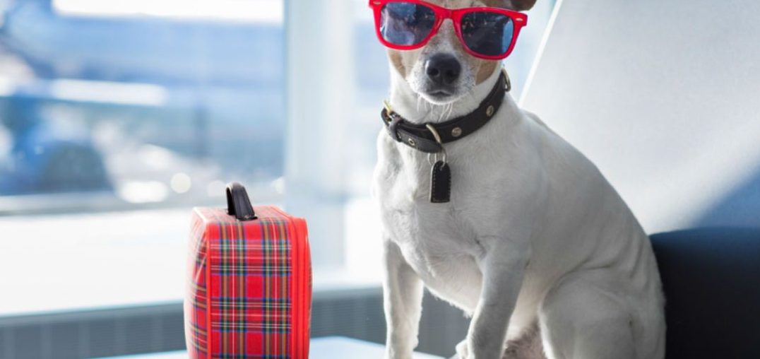 LUJOSO HOTEL PARA PERROS EN LA INDIA